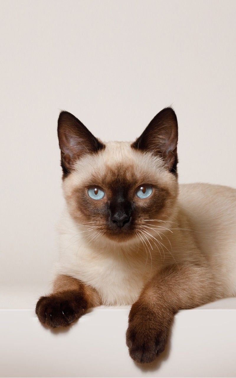 Chat
