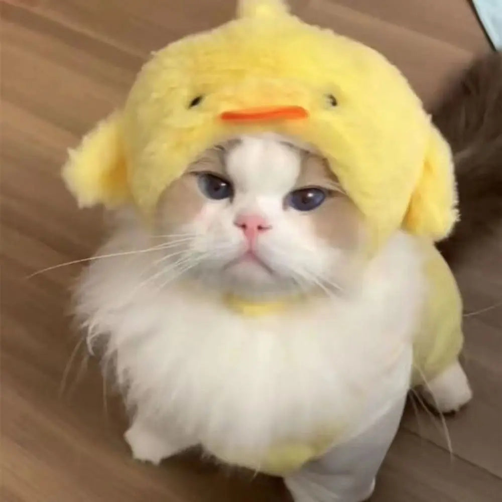 Chapeau en peluche pour chat et petit chien – Accessoire avec oreilles d’ours ou de lapin